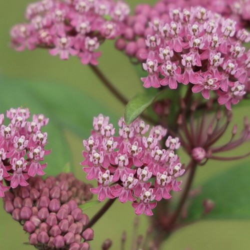 Pink flower with white center, dark-pink buds, blades and stems, green leaves