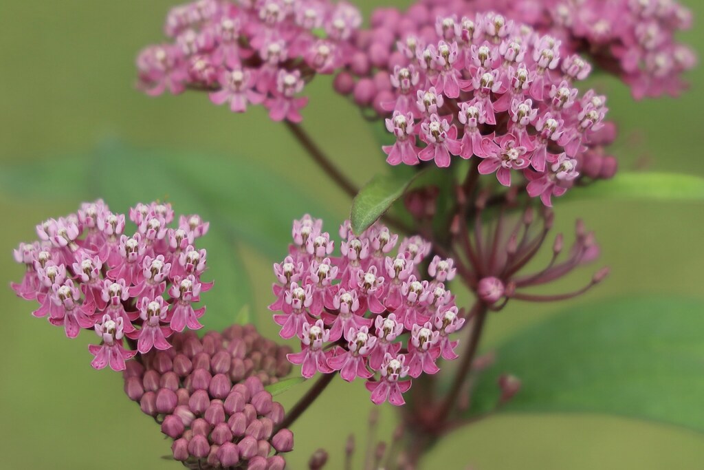 Pink stem with clusters of vibrant pink-white flowers, white stamens, pink buds and green leaves.