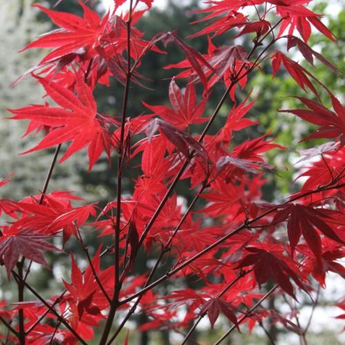 Red leaves with petiole, stems and red branches.