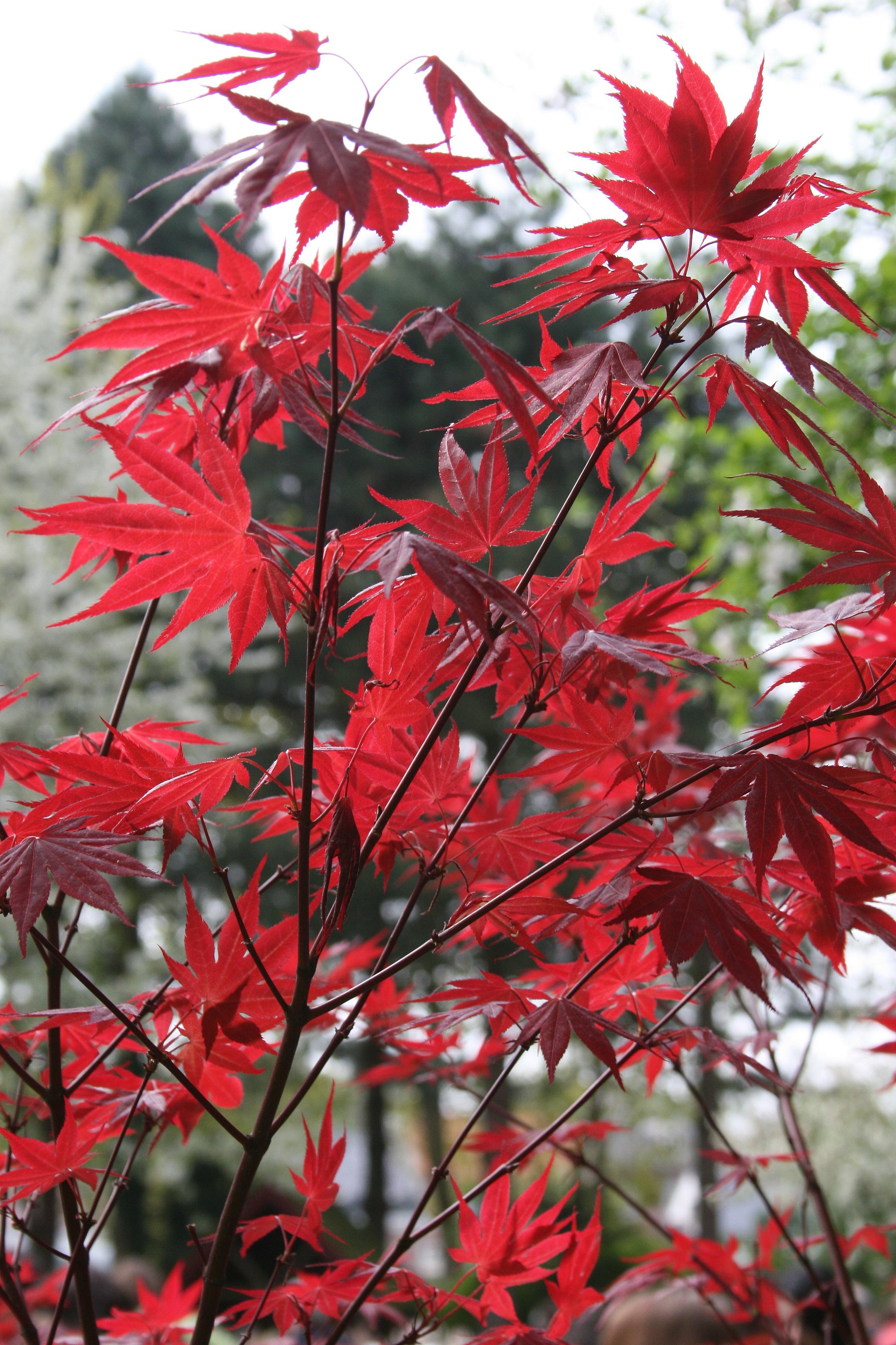 red leaves with dark-brown branches