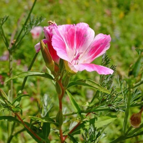 white-pink flowers with pink-white stamens, red-green buds, green leaves and red-green stems
