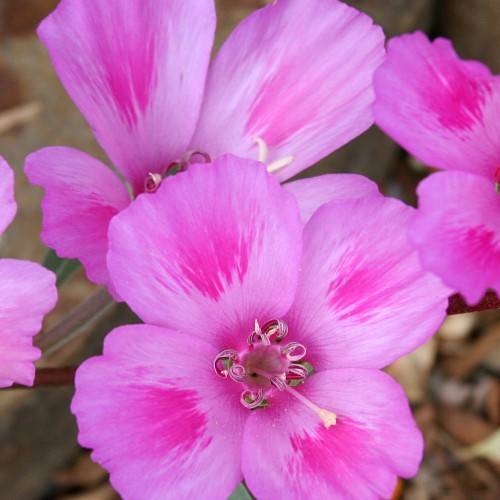 pink flowers with pink-green stamens, green leaves and burgundy stems