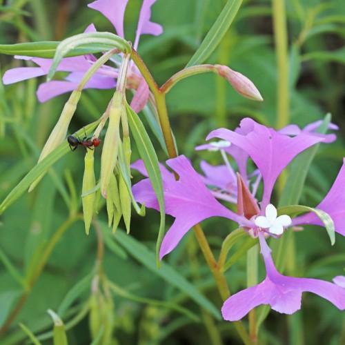Pink flower with white stigma, pink buds and lime stem, green leaves.