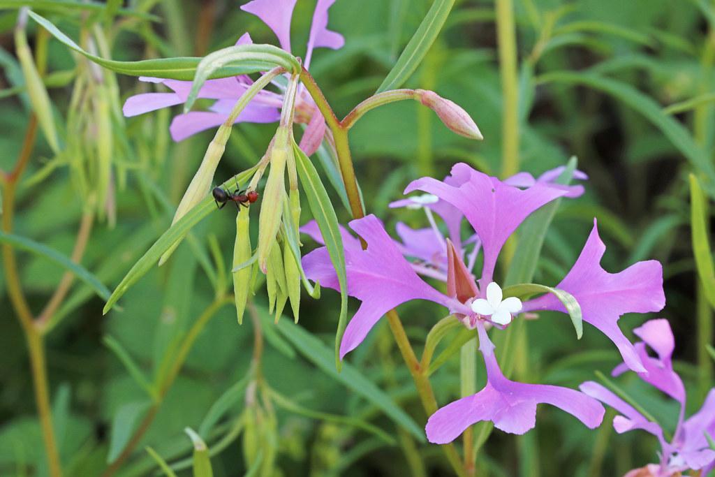 Pink flower with white stigma, pink buds and lime stem, green leaves.