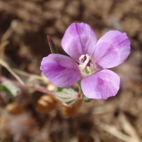 Pink flower with white center, green stem.