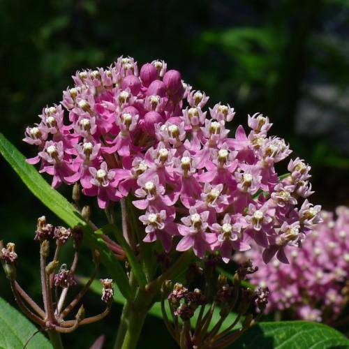 Brown-green stems with revealing pink flowers with dark pink-purple anthers and long, green leaves.