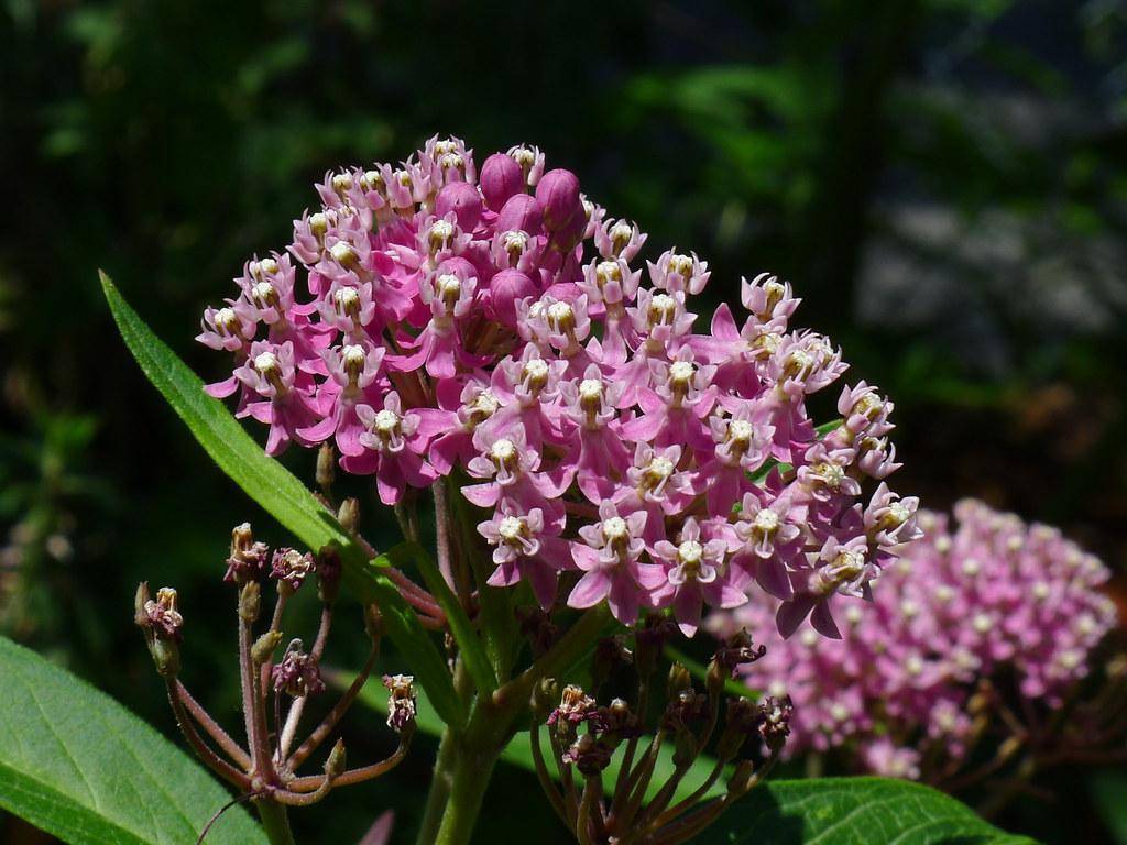 Brown-green stems with revealing pink flowers with dark pink-purple anthers and long, green leaves.