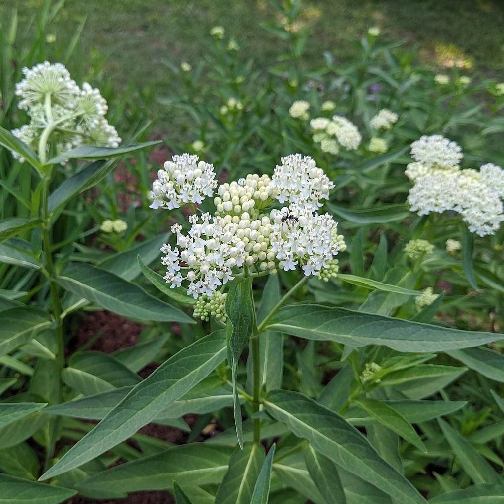 Green stems with of white flowers of with, white buds and long green leaves.