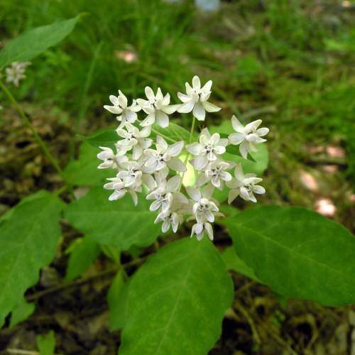 Plant with white flowers on lime-green stalks and green leaves.