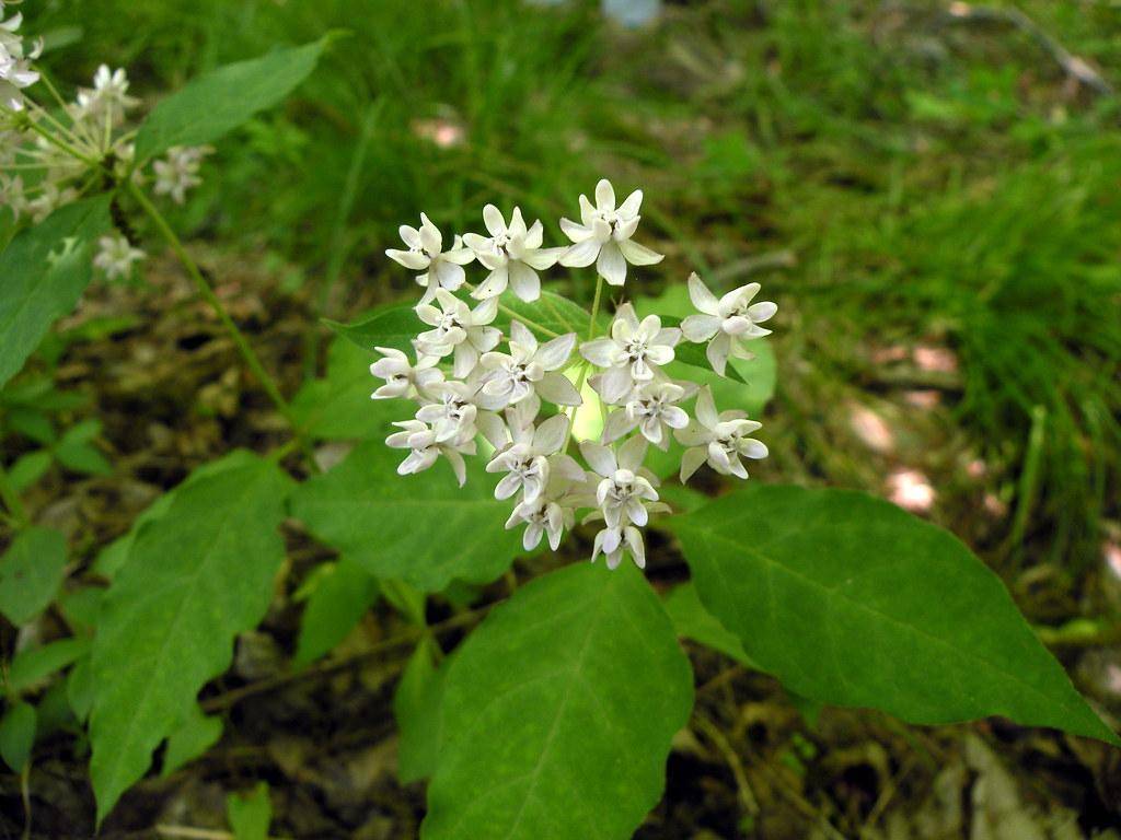 Plant with white flowers on lime-green stalks and green leaves.