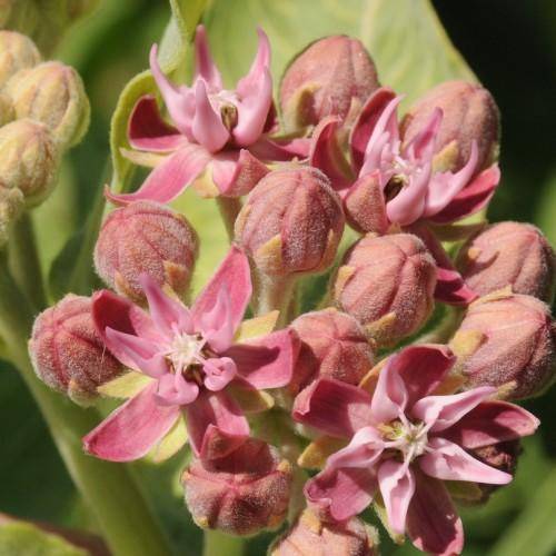 Light green stem and stalks with pink flowers or buds and green leaves.