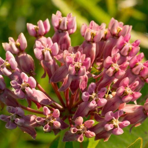 Pink stalks with pink-white flowers and a central yellow-green anthers, blooming above green leaves.