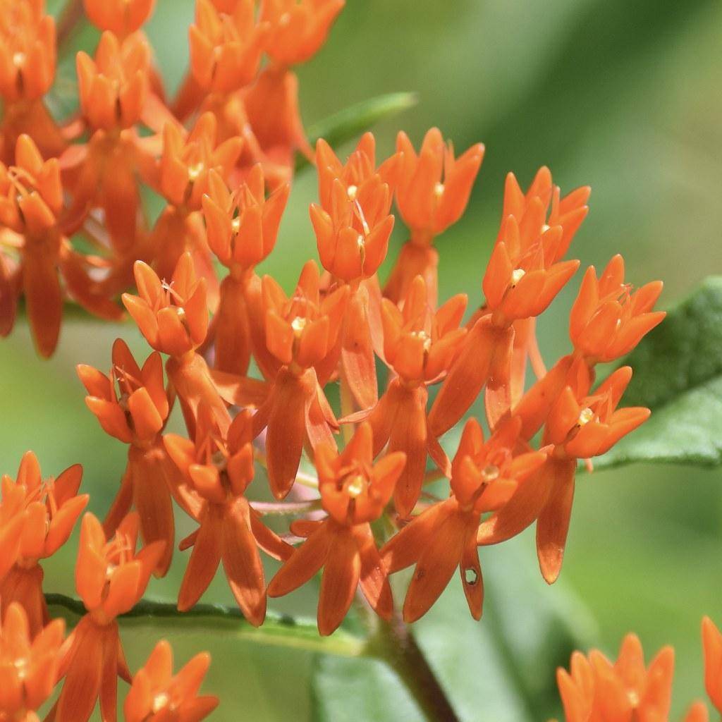 Green-brown stem with bright-orange flowers and a yellow central stamens with green leaves.