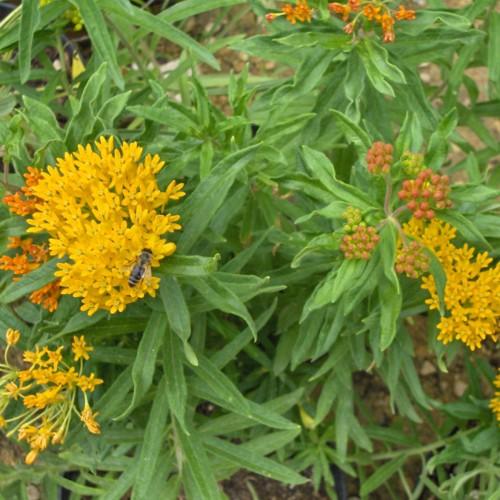 Yellow-orange flower with brown-green buds, green leaves, yellow midribs and brown white-brown stems.