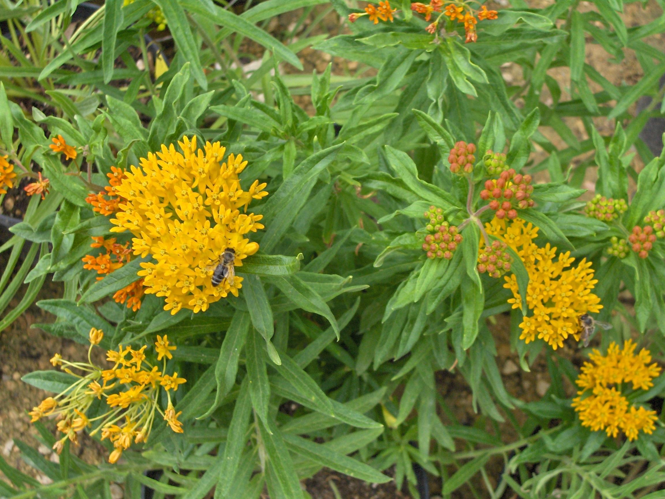 Yellow-orange flower with brown-green buds, green leaves, yellow midribs  and brown white-brown stems.