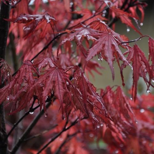 ATree with fragile brown branches filled with dripping red leaves with prominent red veins.