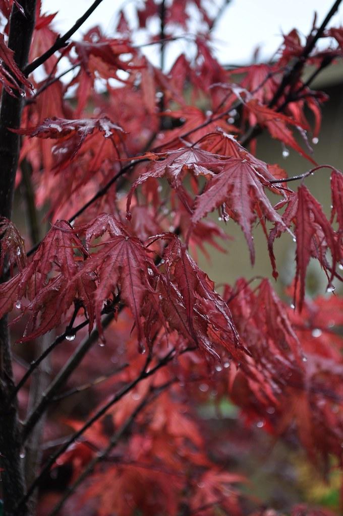 ATree with fragile brown branches filled with dripping red leaves with prominent red veins. 