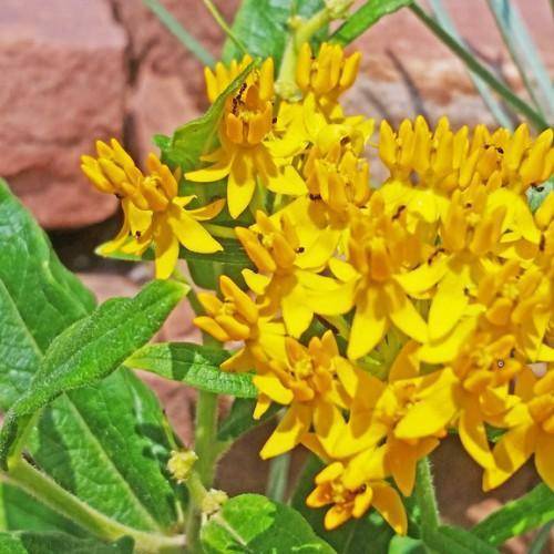 Vibrant yellow flowers blooming atop green stems with green leaves.