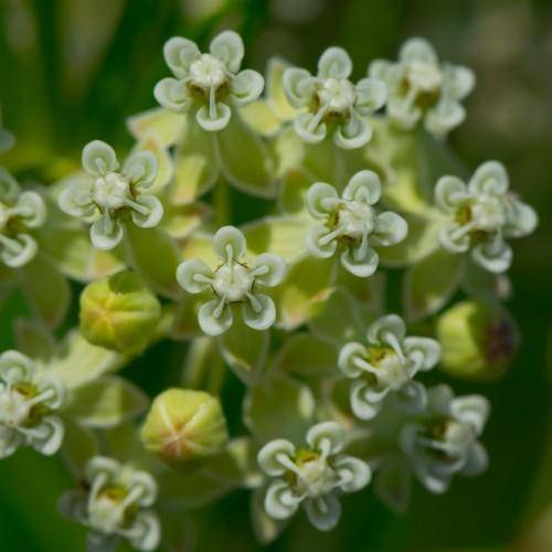 white flowers and red-lime-green buds.