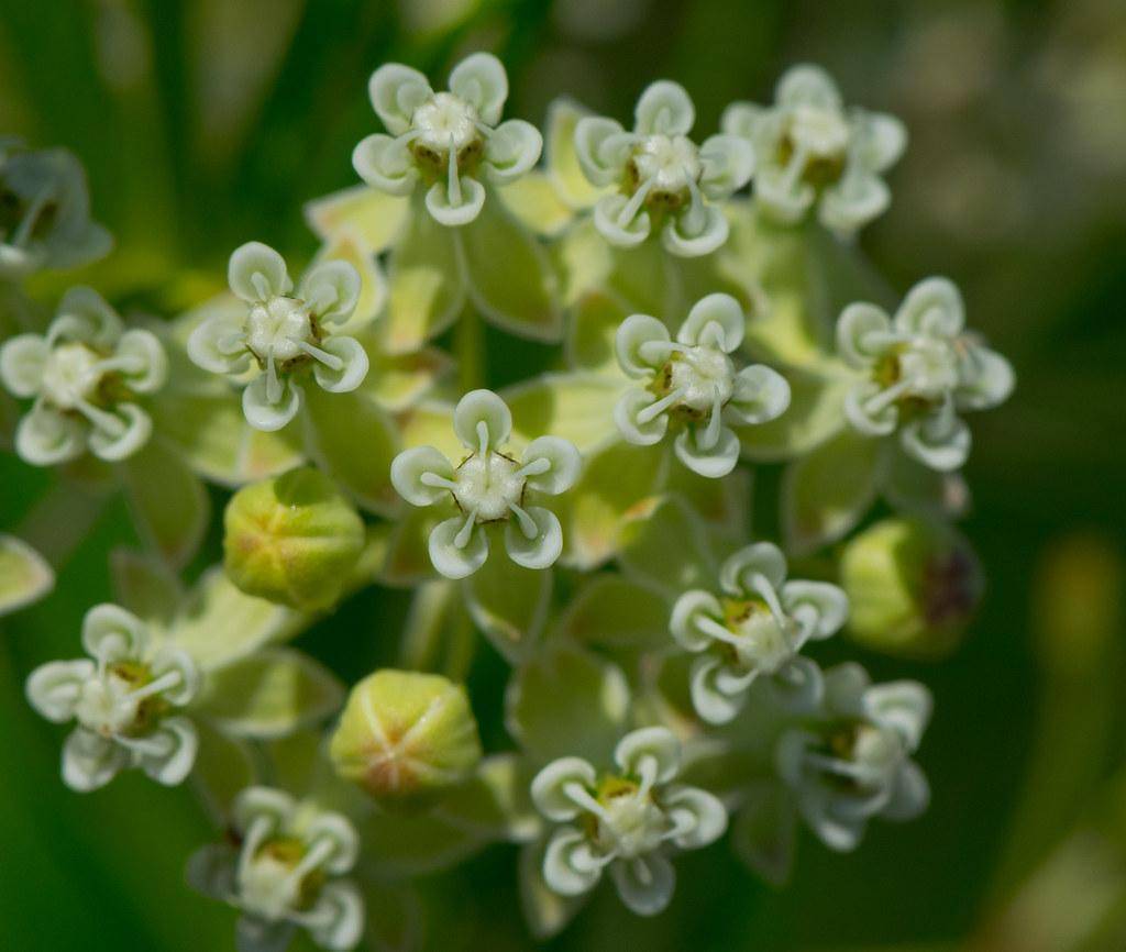 white flowers and red-lime-green buds.