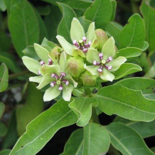 White-purple stamens on green flowers blooming at the top of green stems green leaves.
