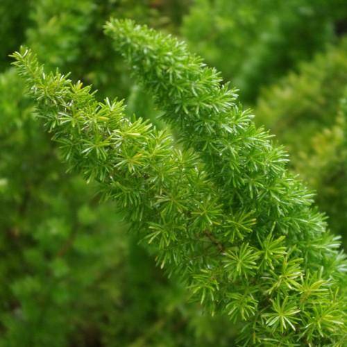 Green stems that have green leaves all through.