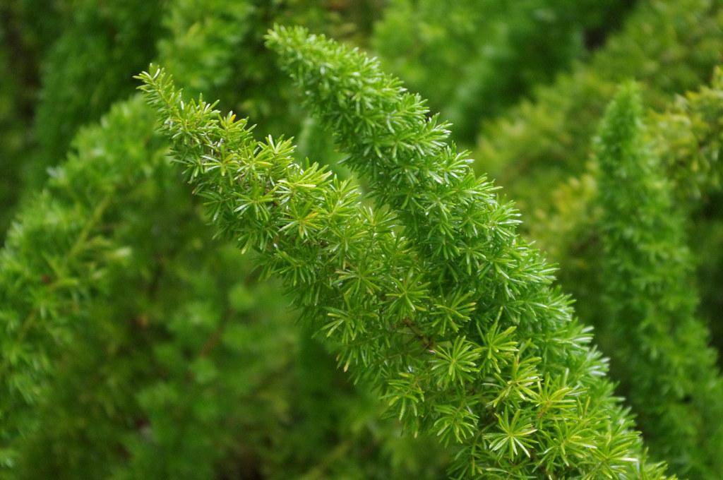 Green stems that have green leaves all through.