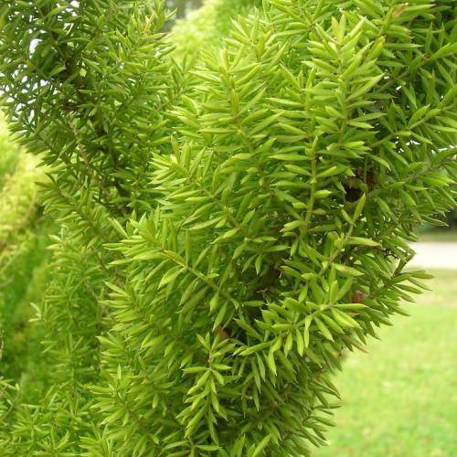 Sprawling green foliage with green leaves on lime-green stems.