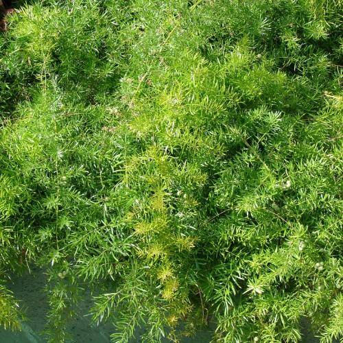 Green plant with green stems covered in yellow-green leaves.