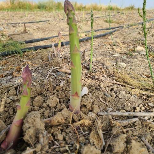 Vegetable with tender green-red shoots/stalk