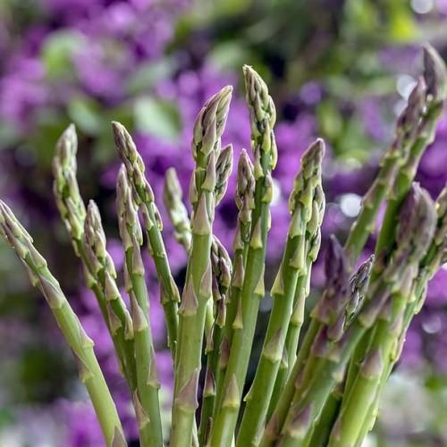 Purple-white buds with stipules and green stems.