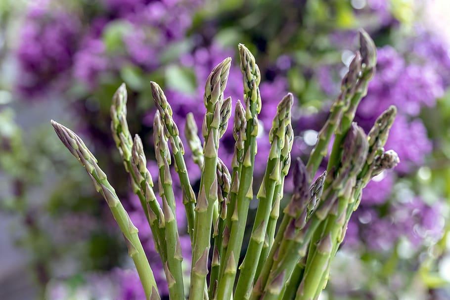 Purple-white buds with stipules and green stems.