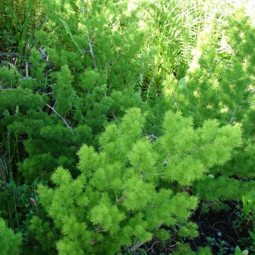 Lime-green leaves with silver-gray stems and branches