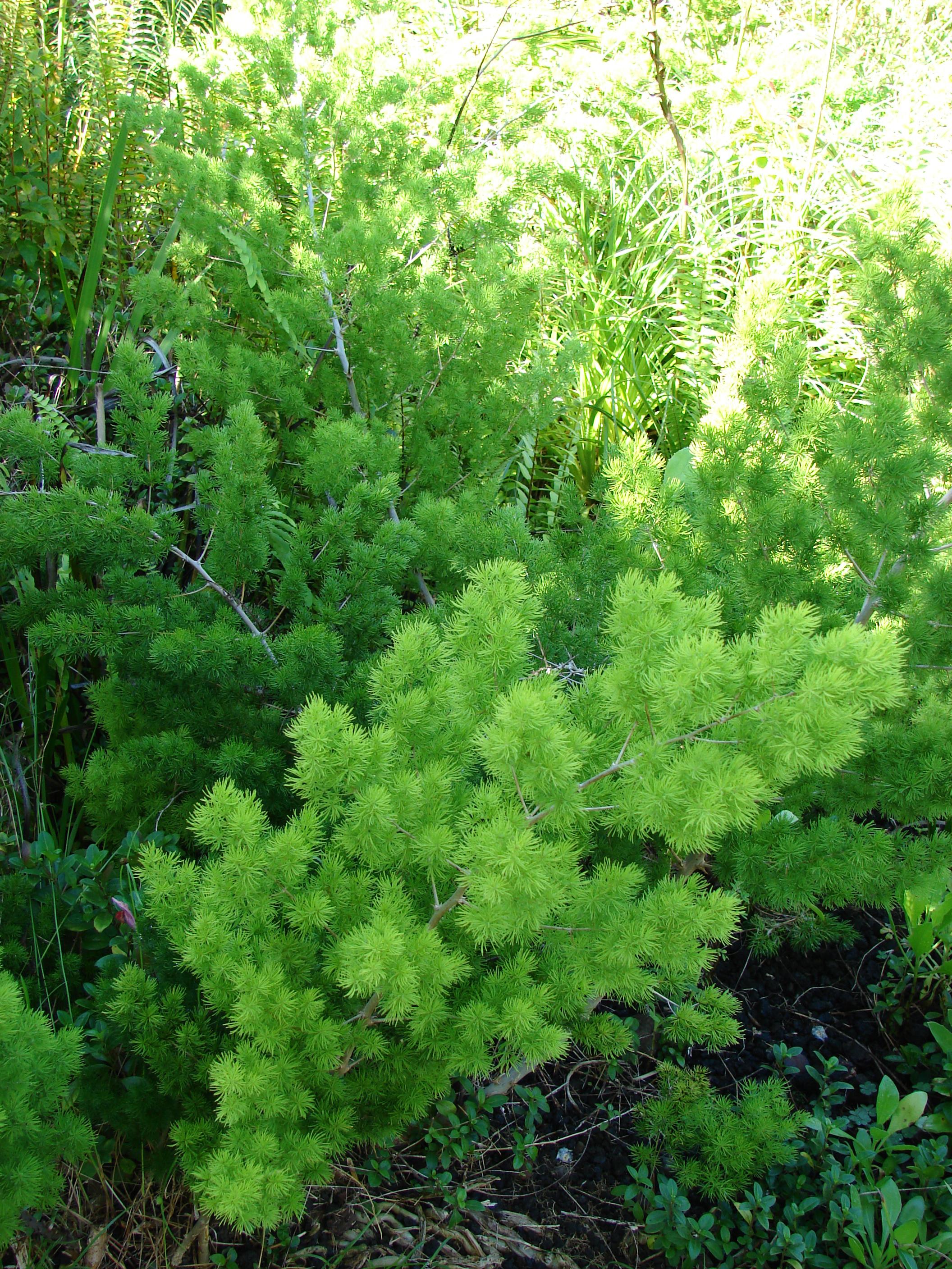 Lime-green leaves with silver-gray  stems and branches