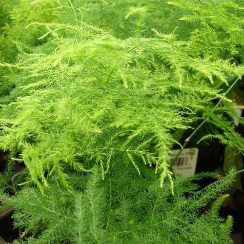 Green foliage with a bright-green leaves on a green stems.