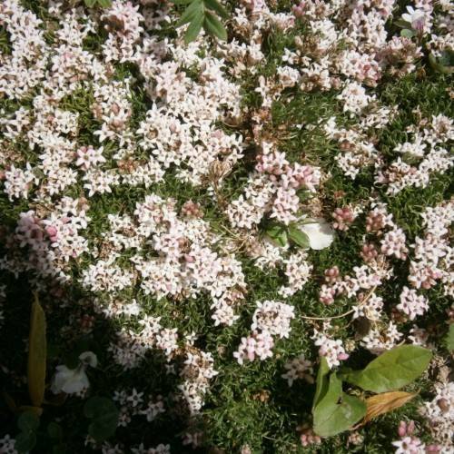 white-pink flowers with green leaves and stems