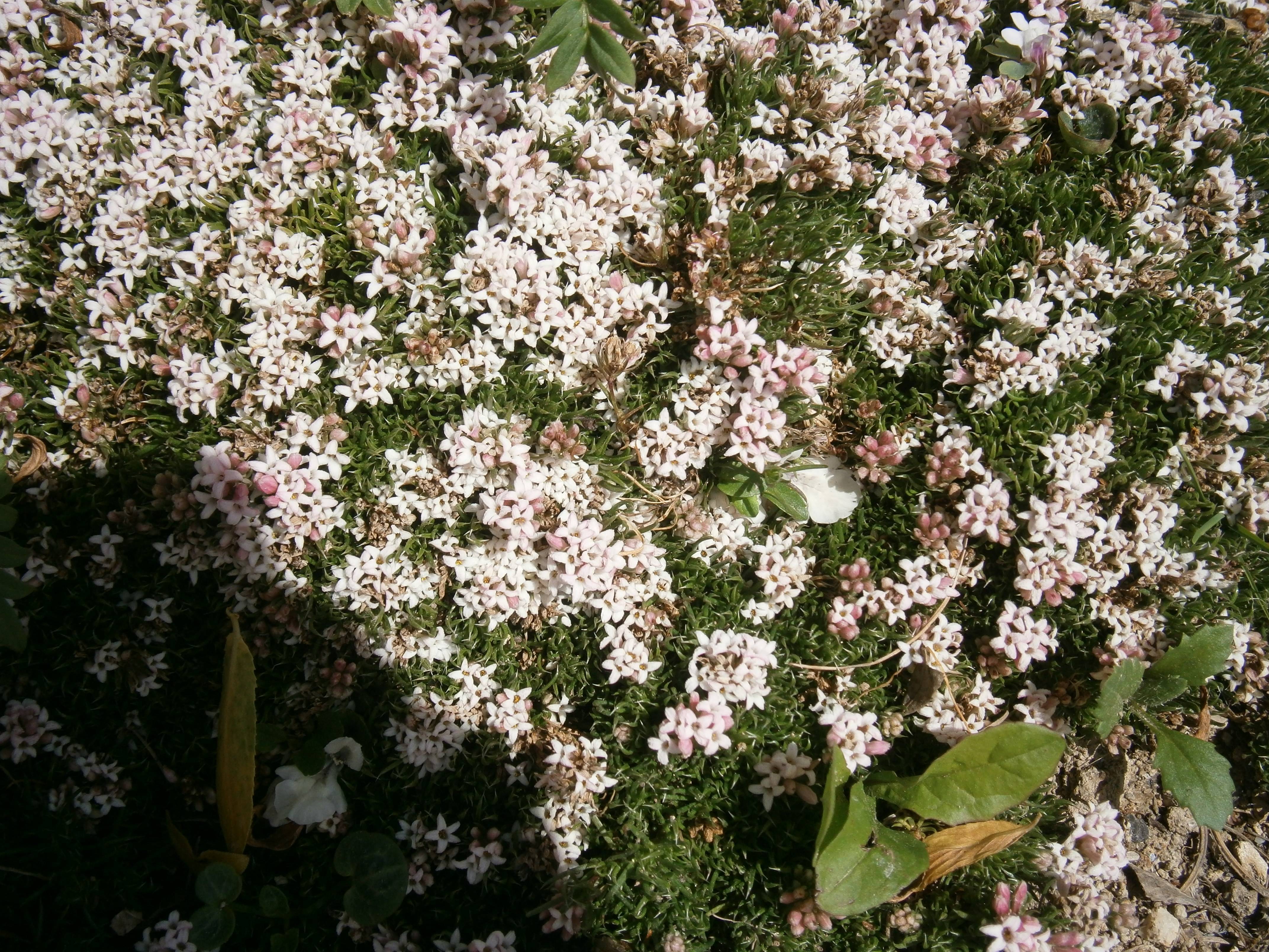 white-pink flowers with green leaves and stems