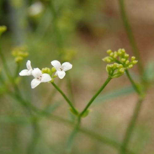White flowers with green-yellow buds on  upright green stems.