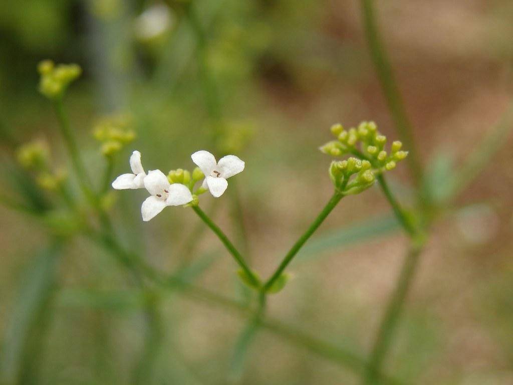 White flowers with green-yellow buds on  upright green stems.
