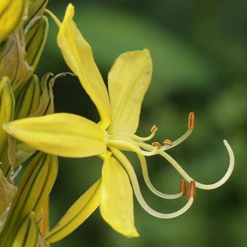 Yellow petals with green-brown anthers and yellow-green leaves.