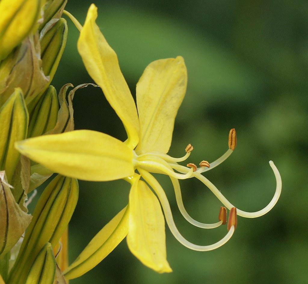 Yellow petals with green-brown anthers and yellow-green leaves.