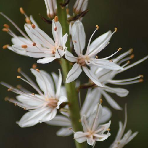 Green stem bearing white flowers with yellow-orange anthers.