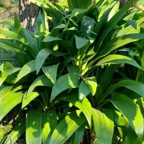 Lime-green leaves.
