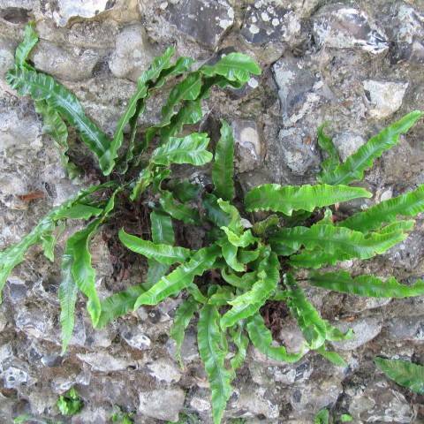 green leaves