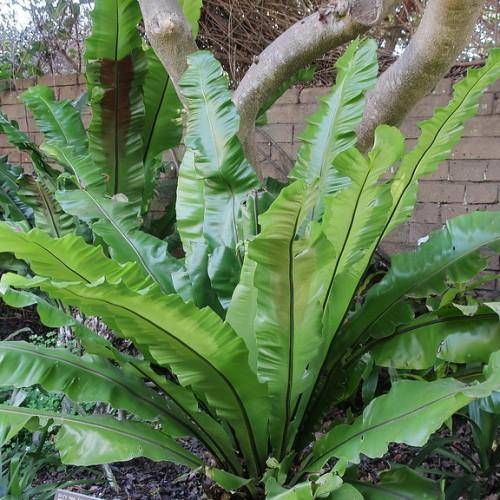 Bright-green leaves with a green midribs.
