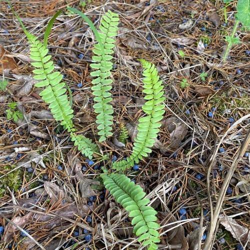 Green leaves on a green stems.