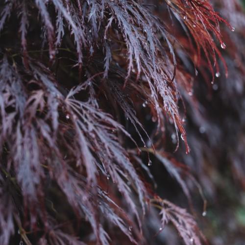 burgundy leaves