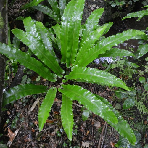 Green leaves with lime midribs.