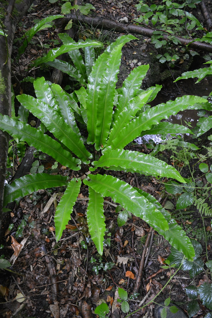 Green leaves with a green midribs.