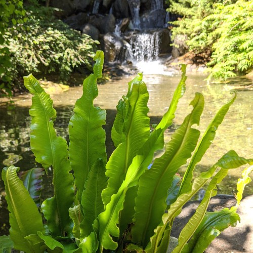 Green leaves with yellow midrib and veins.